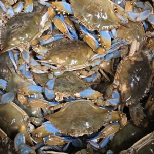 Fresh Steamed Blue Crabs