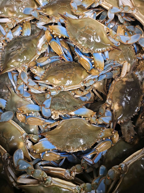 Fresh Steamed Blue Crabs